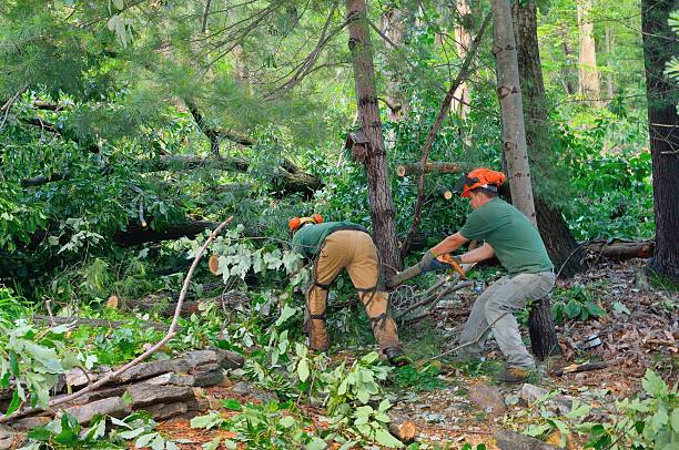 Best Palm Tree Trimming  in Tunnel Hill, GA