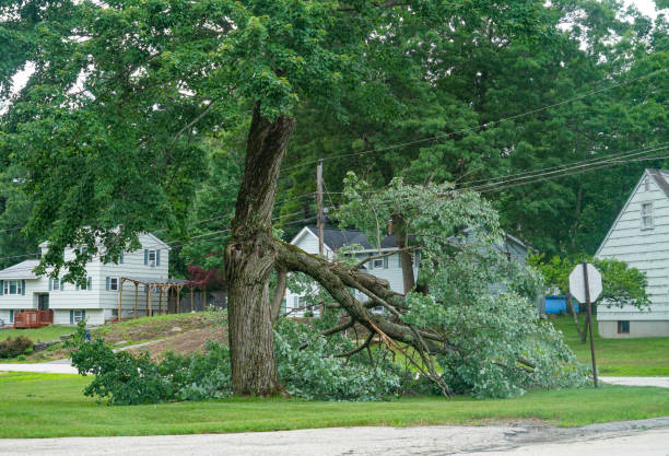 Best Commercial Tree Services  in Tunnel Hill, GA